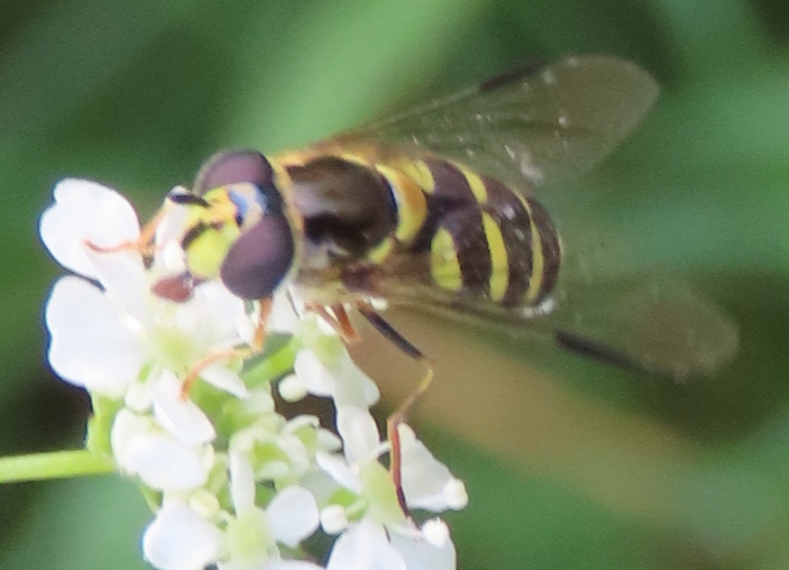 Dasysyrphus-albostriatus